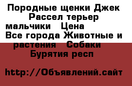 Породные щенки Джек Рассел терьер-мальчики › Цена ­ 40 000 - Все города Животные и растения » Собаки   . Бурятия респ.